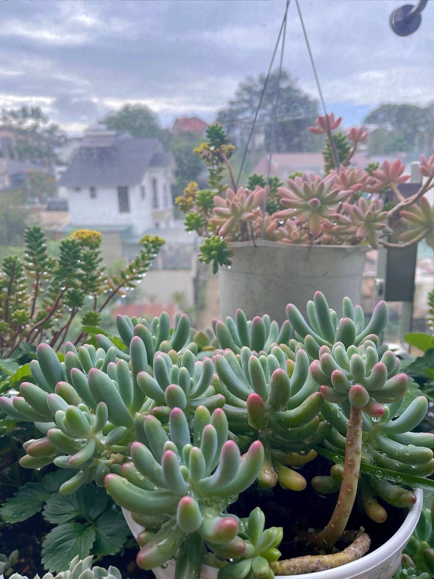 Selena Dalat Homestay エクステリア 写真